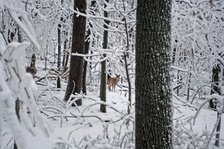 Enlarge photo 36
