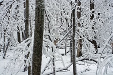 Enlarge photo 37