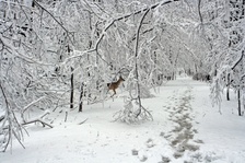 Enlarge photo 39