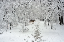 Enlarge photo 40