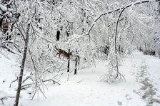 Enlarge photo 41
