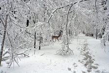 Enlarge photo 42