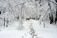 Enlarge photo 43