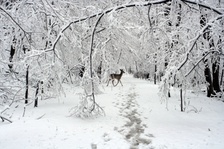 Enlarge photo 44