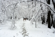 Enlarge photo 45