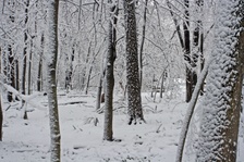 Enlarge photo 48
