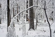Enlarge photo 49