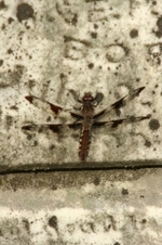 Enlarge photo 604