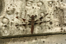 Enlarge photo 605