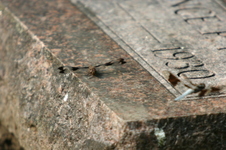 Enlarge photo 610