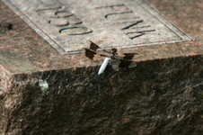 Enlarge photo 611