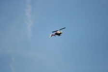 Enlarge photo 65