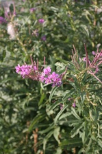 Enlarge photo 86