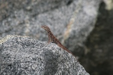Enlarge photo 96