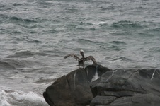 Enlarge photo 97