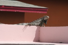 Enlarge photo 114