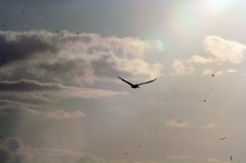 Enlarge photo 147