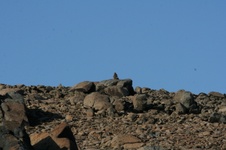 Enlarge photo 160