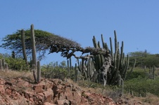 Enlarge photo 165
