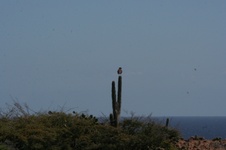 Enlarge photo 171