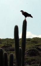 Enlarge photo 172