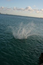 Enlarge photo 229