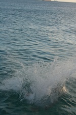 Enlarge photo 256