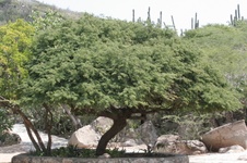 Enlarge photo 362