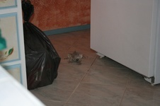 Enlarge photo 368