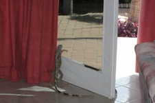 Enlarge photo 372