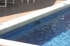 Enlarge photo 381