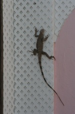 Enlarge photo 383
