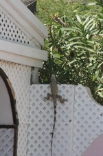Enlarge photo 384