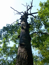 Enlarge photo 75