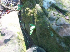 Enlarge photo 112