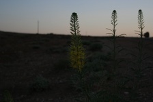 Enlarge photo 523