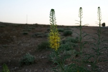 Enlarge photo 524