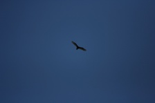 Enlarge photo 111