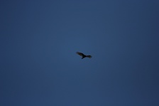 Enlarge photo 112