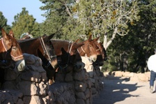 Enlarge photo 536