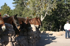 Enlarge photo 537