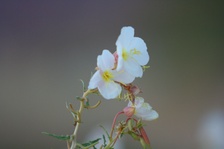 Enlarge photo 552