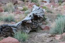 Enlarge photo 558