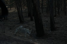 Enlarge photo 242