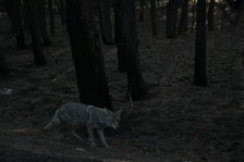 Enlarge photo 245