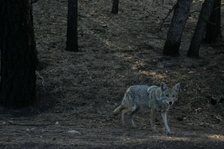 Enlarge photo 243