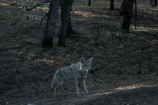 Enlarge photo 244