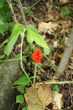Enlarge photo 7