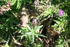 Enlarge photo 29