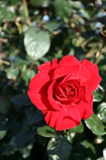 Enlarge photo 56